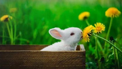 爱游戏游戏平台-【亚冠】儒尼奥尔梅开二度 蔚山2比1逆转第二次夺冠